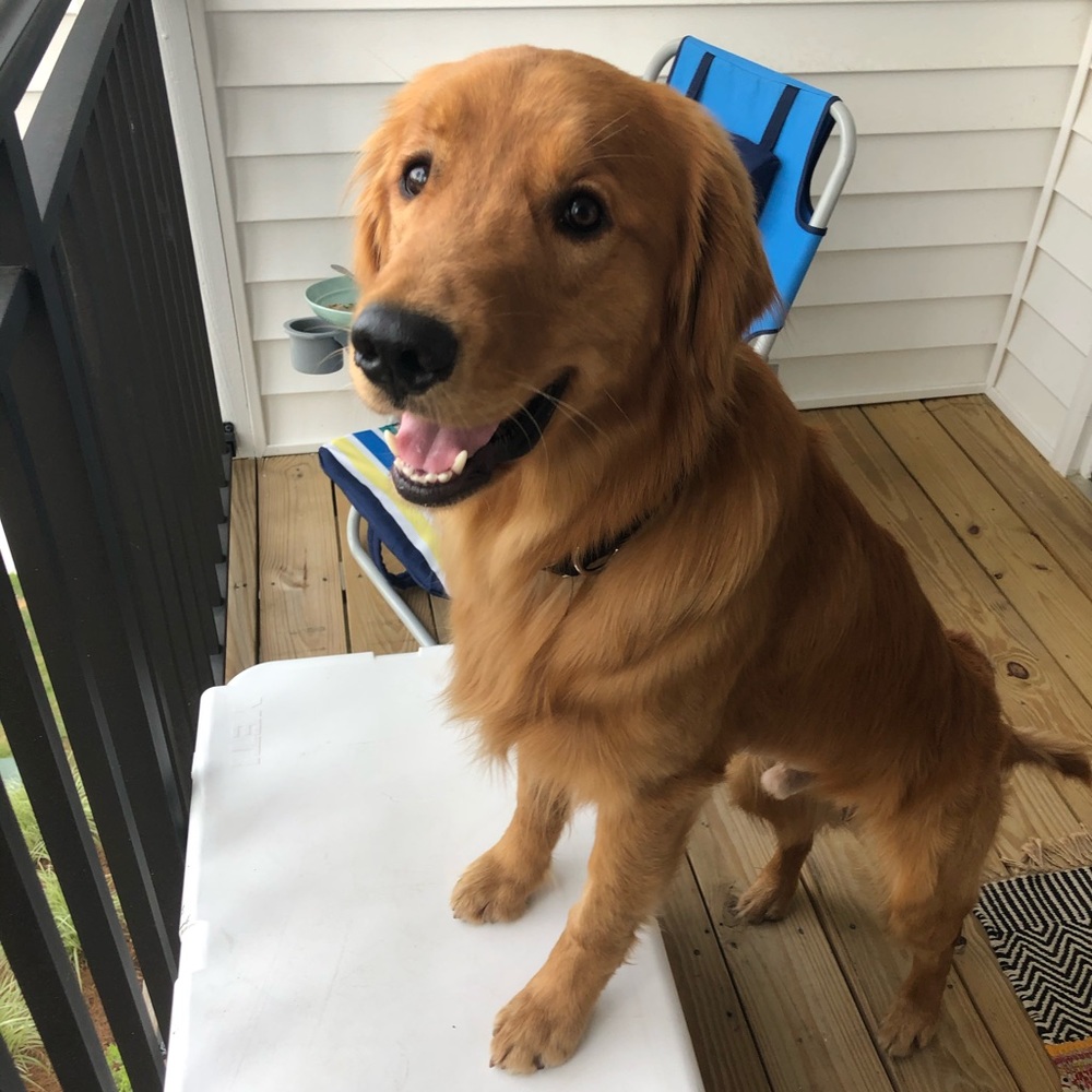 Meet your Posher, Janie
